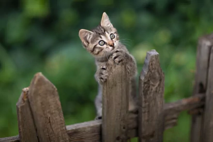 A curious kitten clings to a weathered wooden fence, framed by a soft green background, captured in this HD desktop wallpaper of a baby animal cat.
