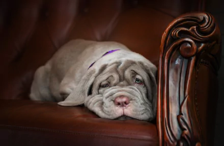 mastiff Animal dog HD Desktop Wallpaper | Background Image