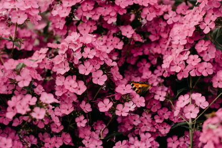 pink flower nature flower HD Desktop Wallpaper | Background Image
