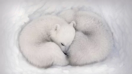 Animal polar bear HD Desktop Wallpaper | Background Image