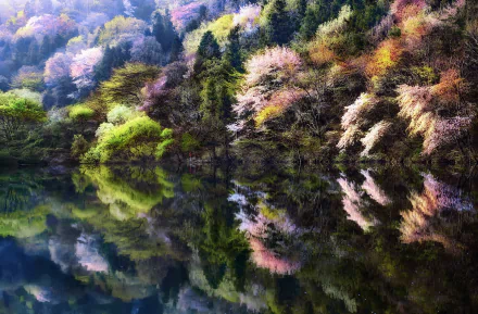 South Korea spring lake nature reflection HD Desktop Wallpaper | Background Image