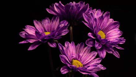 nature chrysanthemum HD Desktop Wallpaper | Background Image