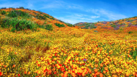 nature meadow HD Desktop Wallpaper | Background Image