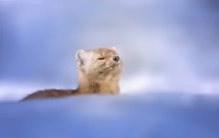 Animal marten HD Desktop Wallpaper | Background Image