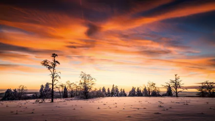 Nature 2K Quad HD PC desktop wallpaper: winter sunset over a snowy field with silhouetted trees and a dramatic orange-pink sky.