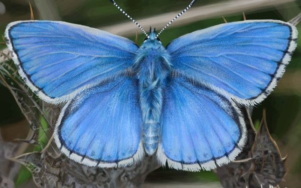 Artistic Butterfly HD Wallpaper | Background Image