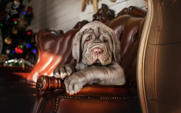 mastiff Animal dog HD Desktop Wallpaper | Background Image