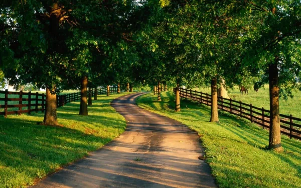 A serene HD desktop wallpaper featuring a curved road lined with trees and fenced green fields, bathed in soft sunlight.