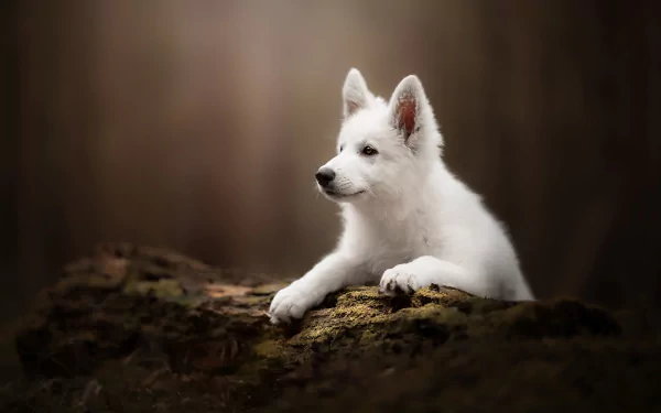 baby animal puppy dog Animal swiss shepherd HD Desktop Wallpaper | Background Image