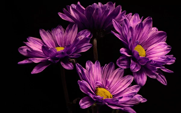 nature chrysanthemum HD Desktop Wallpaper | Background Image