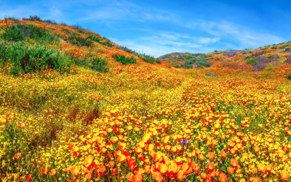 Vibrant meadow filled with orange and yellow wildflowers under a clear blue sky, captured in HD for a stunning nature PC desktop wallpaper.