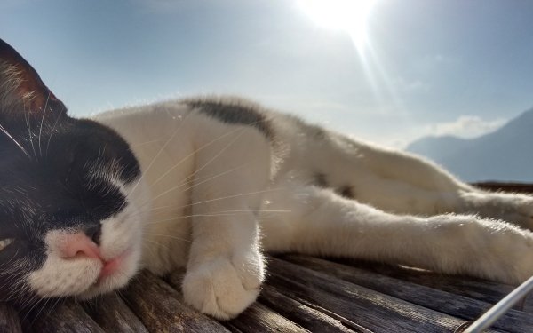 Animal Cat HD Wallpaper | Background Image