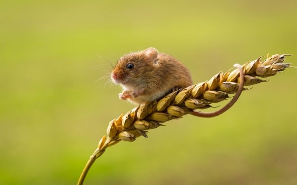 Animal Mouse Wildlife HD Wallpaper | Background Image