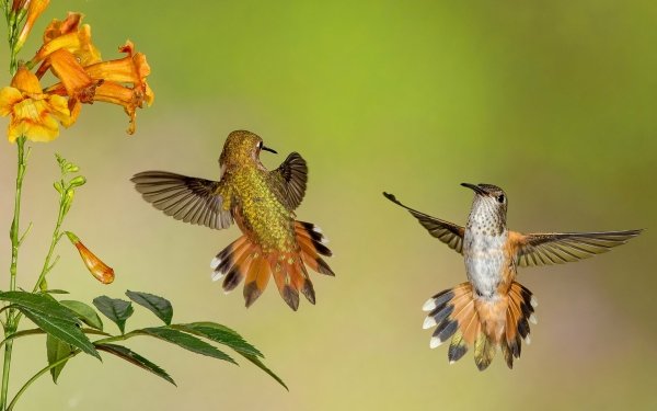Animal Hummingbird Birds Hummingbirds Bird Flower Orange Flower HD Wallpaper | Background Image