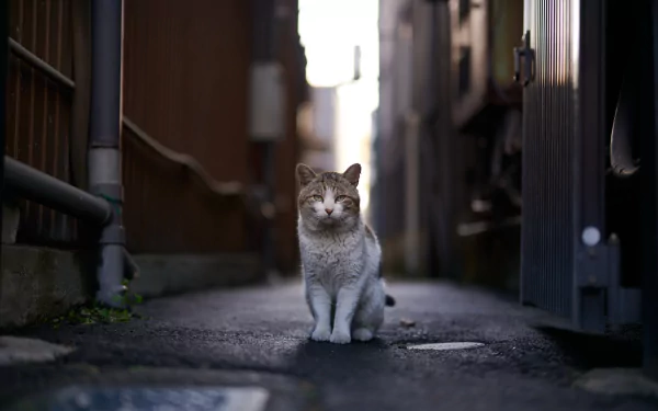 A cat sits calmly in the center of a narrow alleyway at dusk, captured in stunning 8K Ultra HD for vivid detail and clarity in this PC desktop wallpaper.
