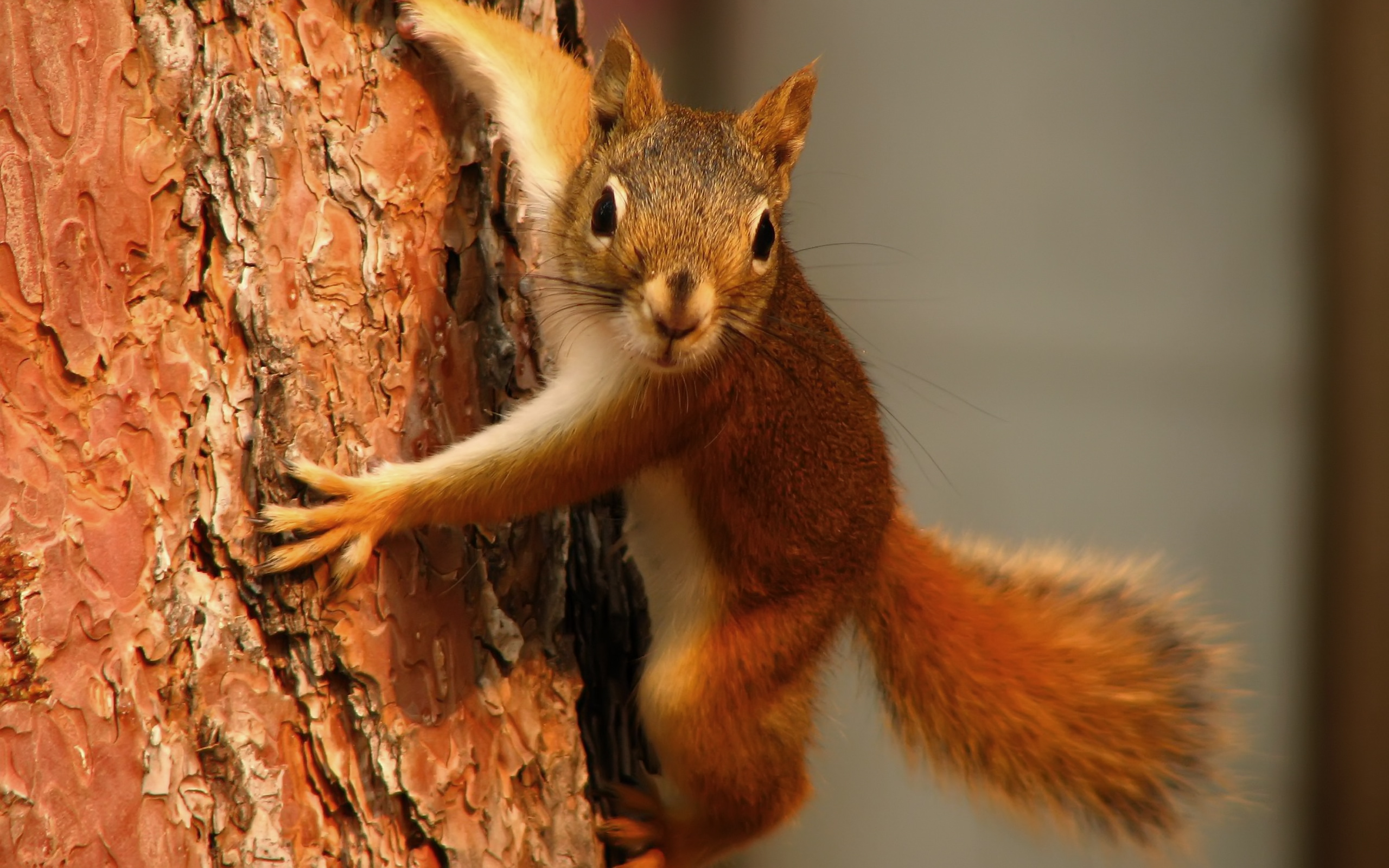 Animal Squirrel HD Wallpaper | Background Image
