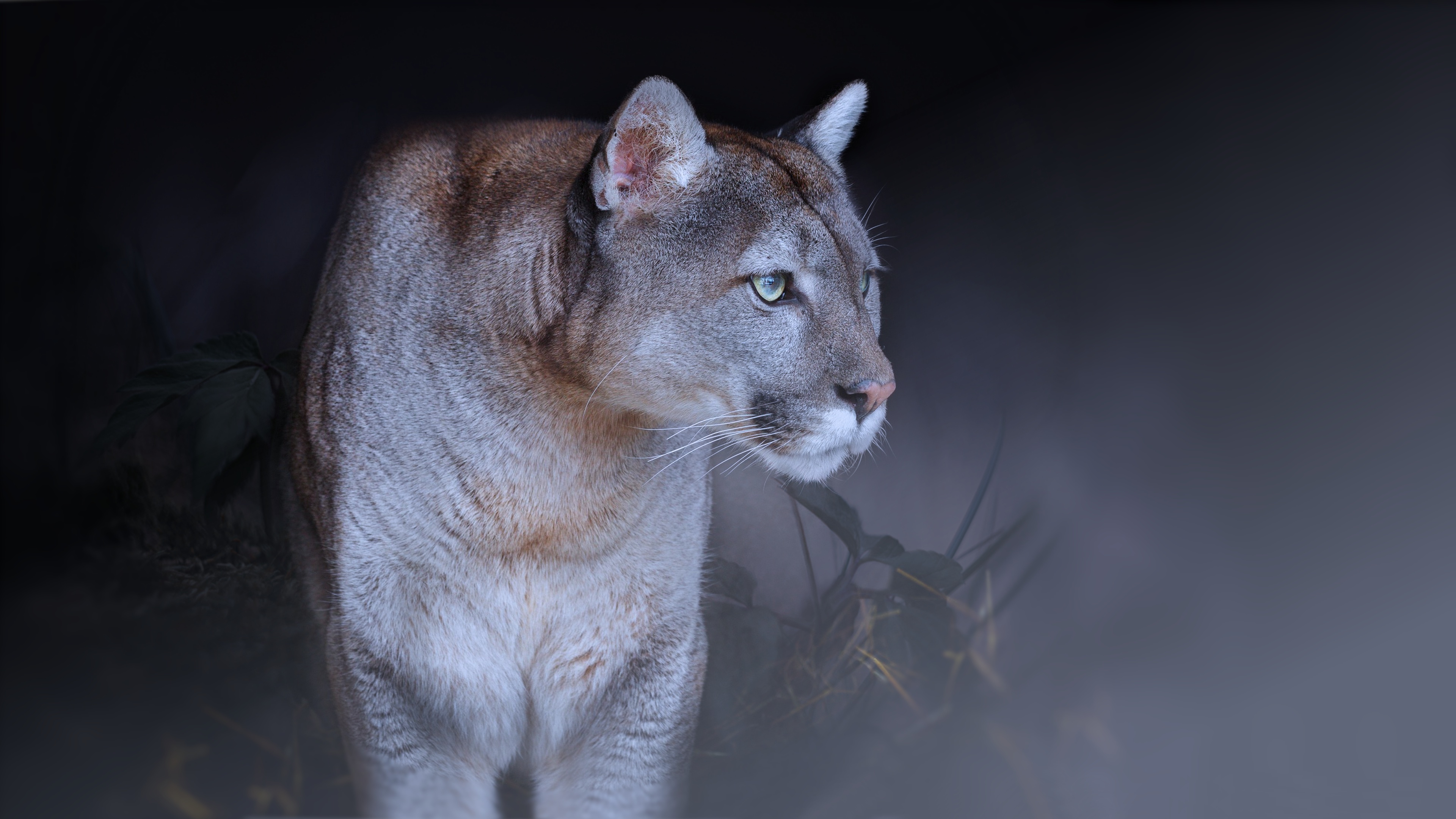 170 Cougar Hd Wallpapers And Backgrounds