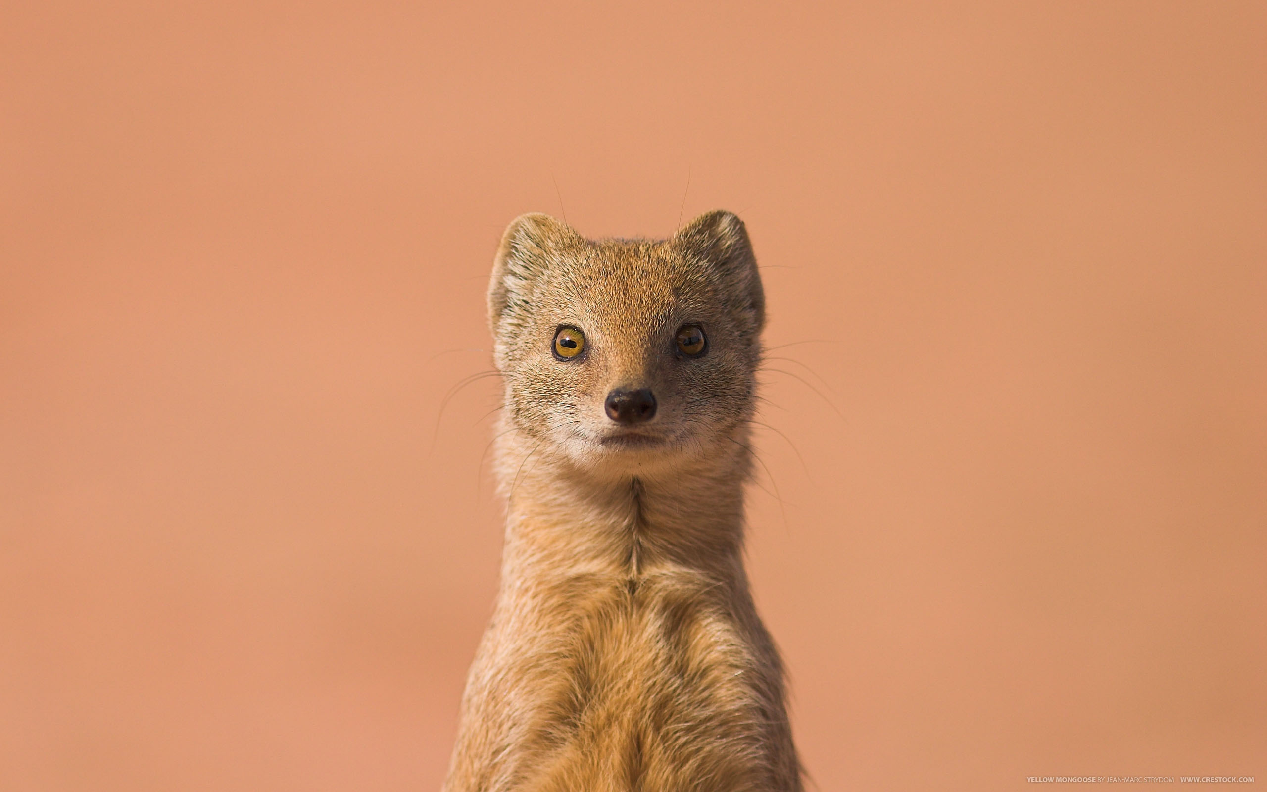 Animal Mongoose HD Wallpaper | Background Image