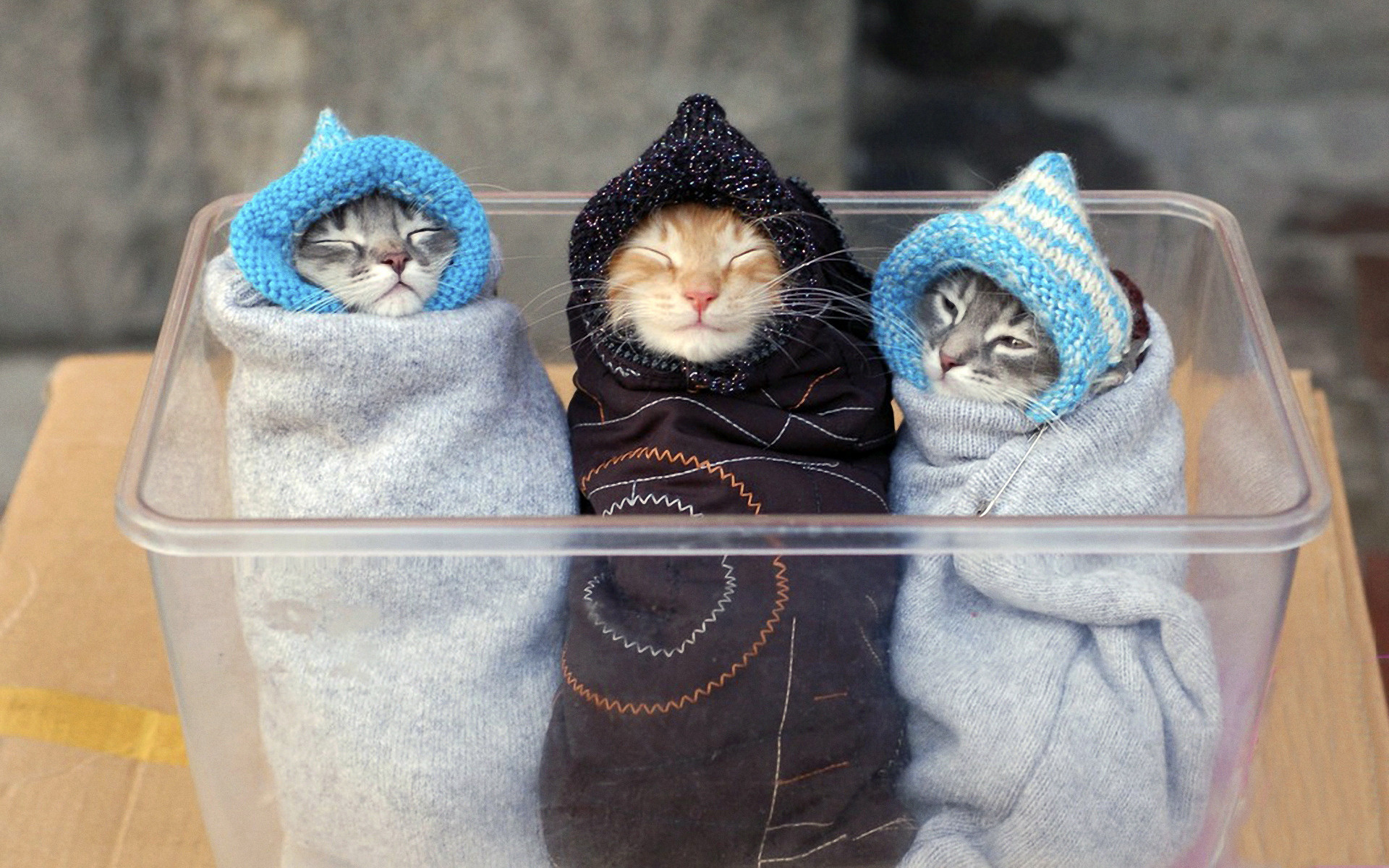 Three Cute Baby Kittens Wrapped In Blankets