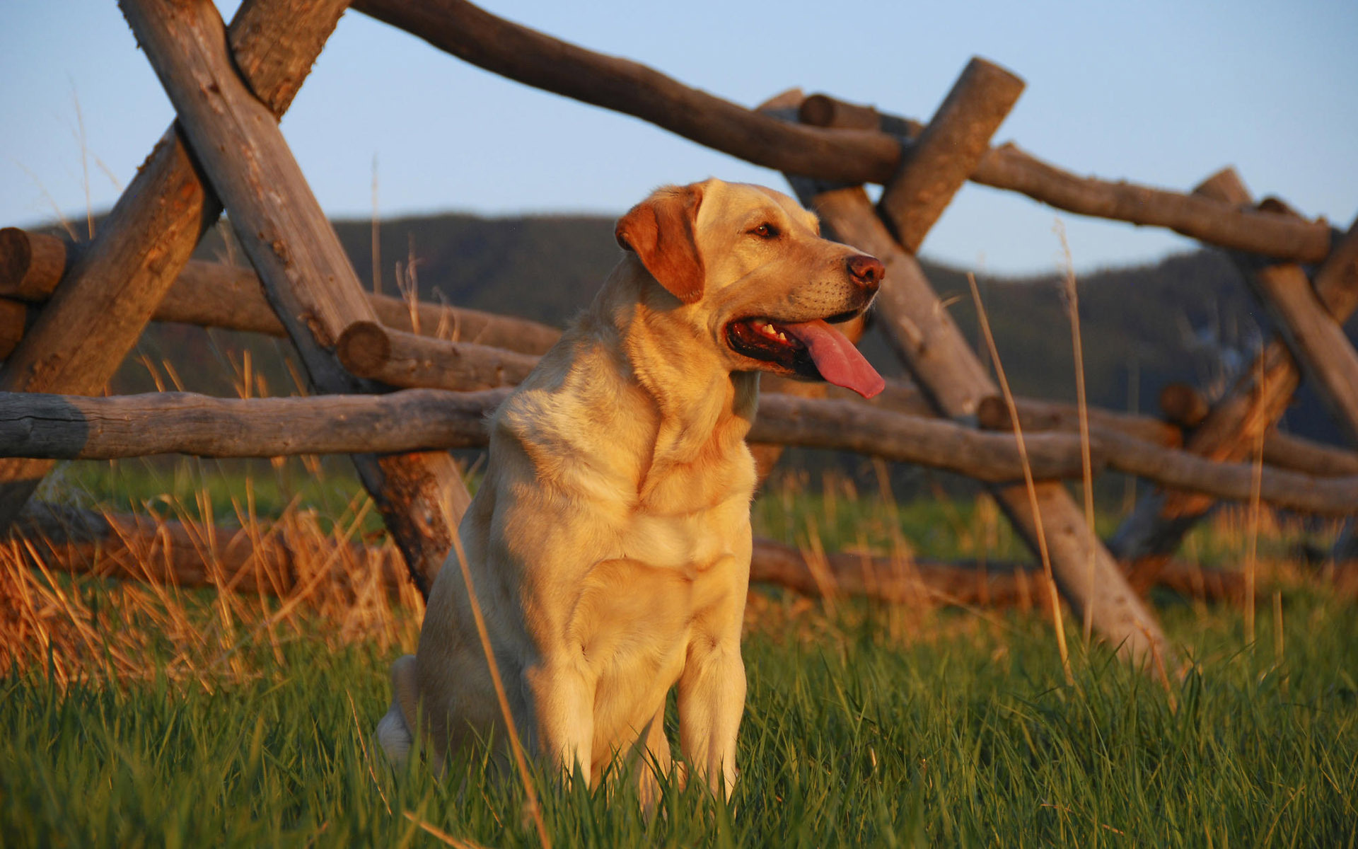 Labrador Retriever dog, desktop wallpaper