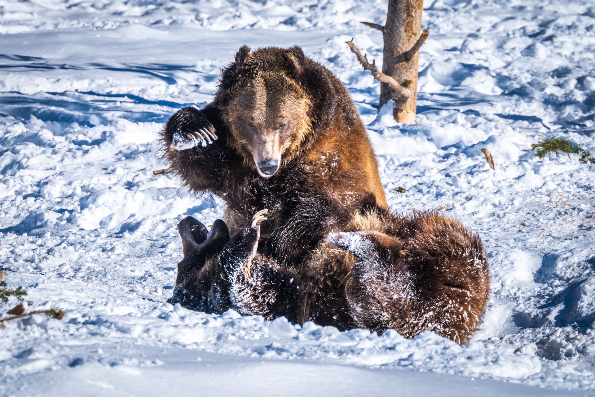 A pair of bears playfully wrestling in the snow, captured in vivid detail as a 4K Ultra HD PC desktop wallpaper background.