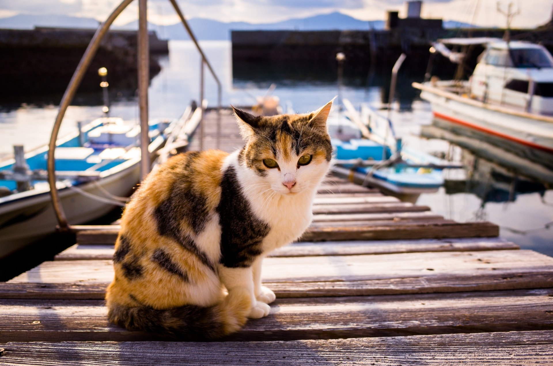 HD PC desktop wallpaper and background: a calico cat (Animal, cat) perched on a wooden dock with boats and a calm marina behind it.