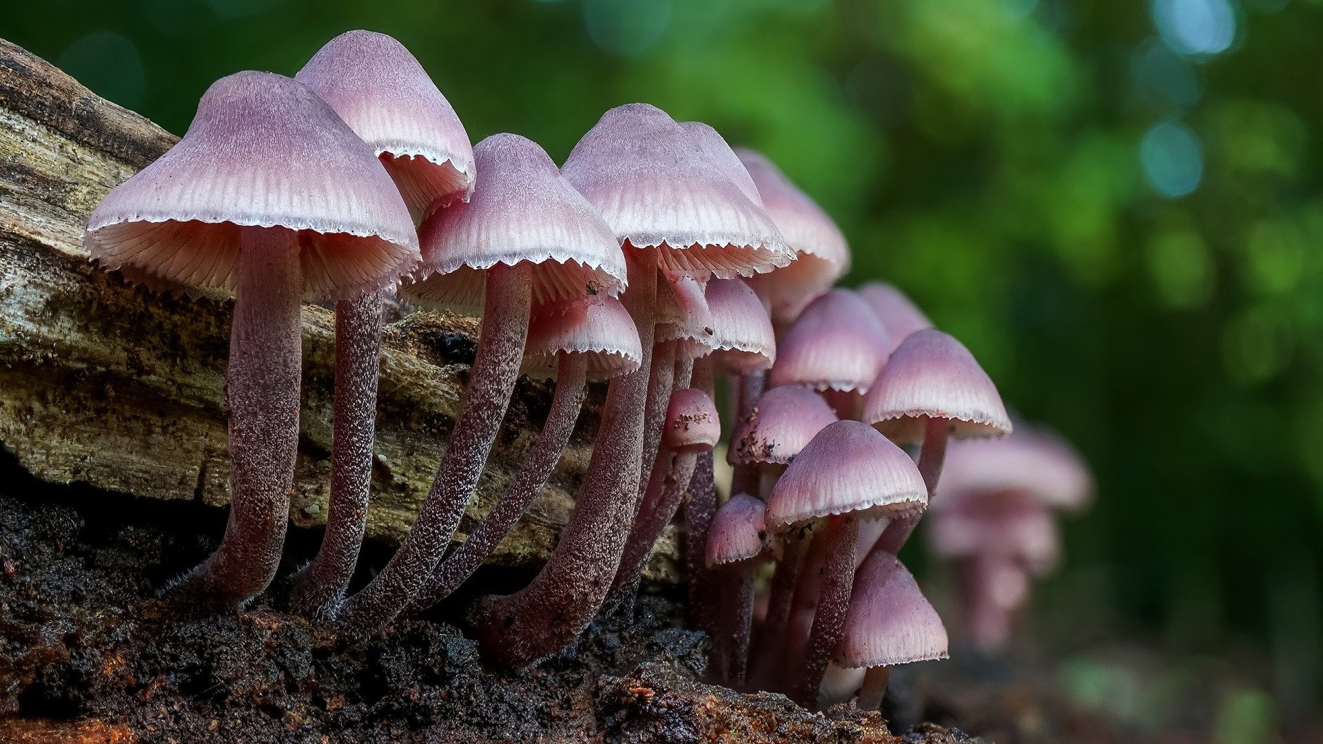 Download Nature Mushroom HD Wallpaper | 1920x1080 | Wallpaper Abyss