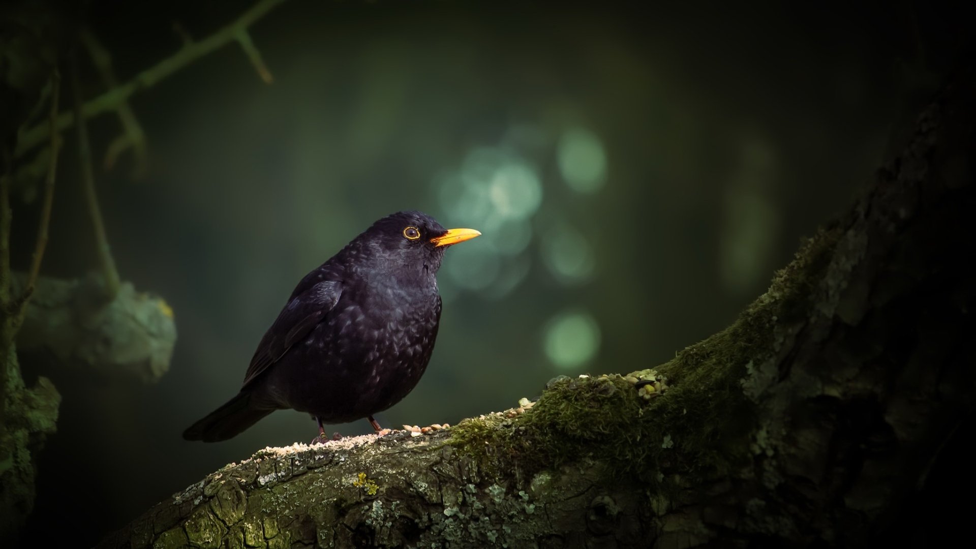 Download Bird Animal Blackbird HD Wallpaper