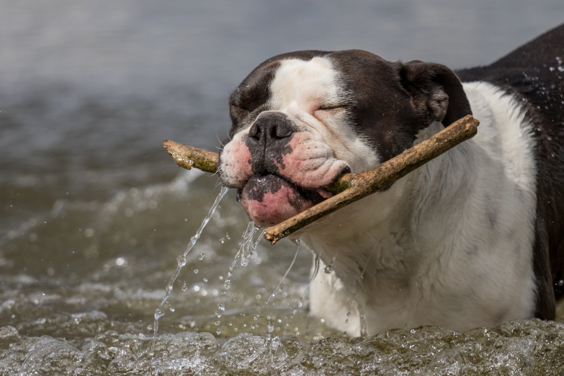 Download Dog Animal Bulldog HD Wallpaper | 2048x1365 | Wallpaper Abyss