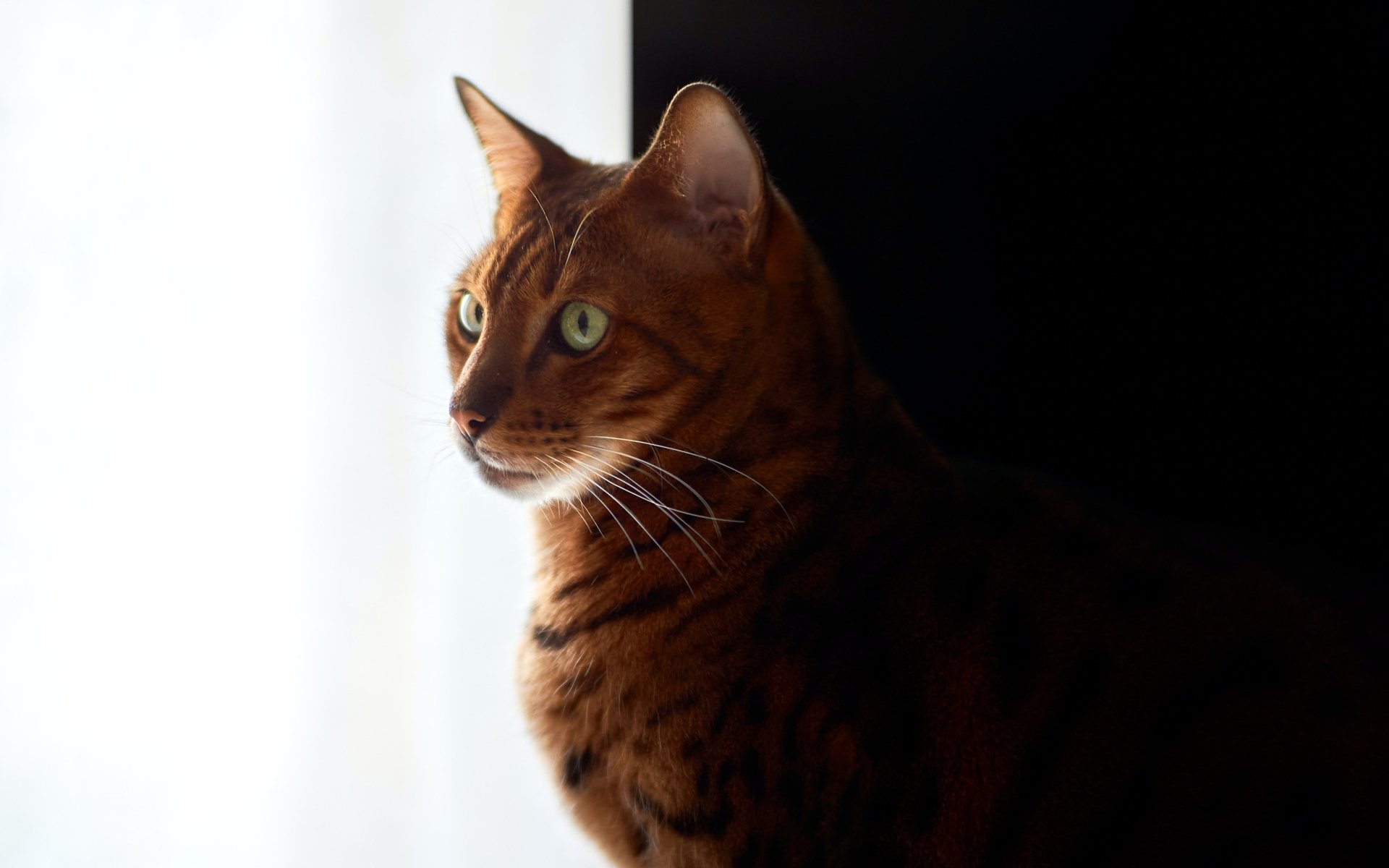 Download Cat Animal Bengal Cat 4k Ultra HD Wallpaper