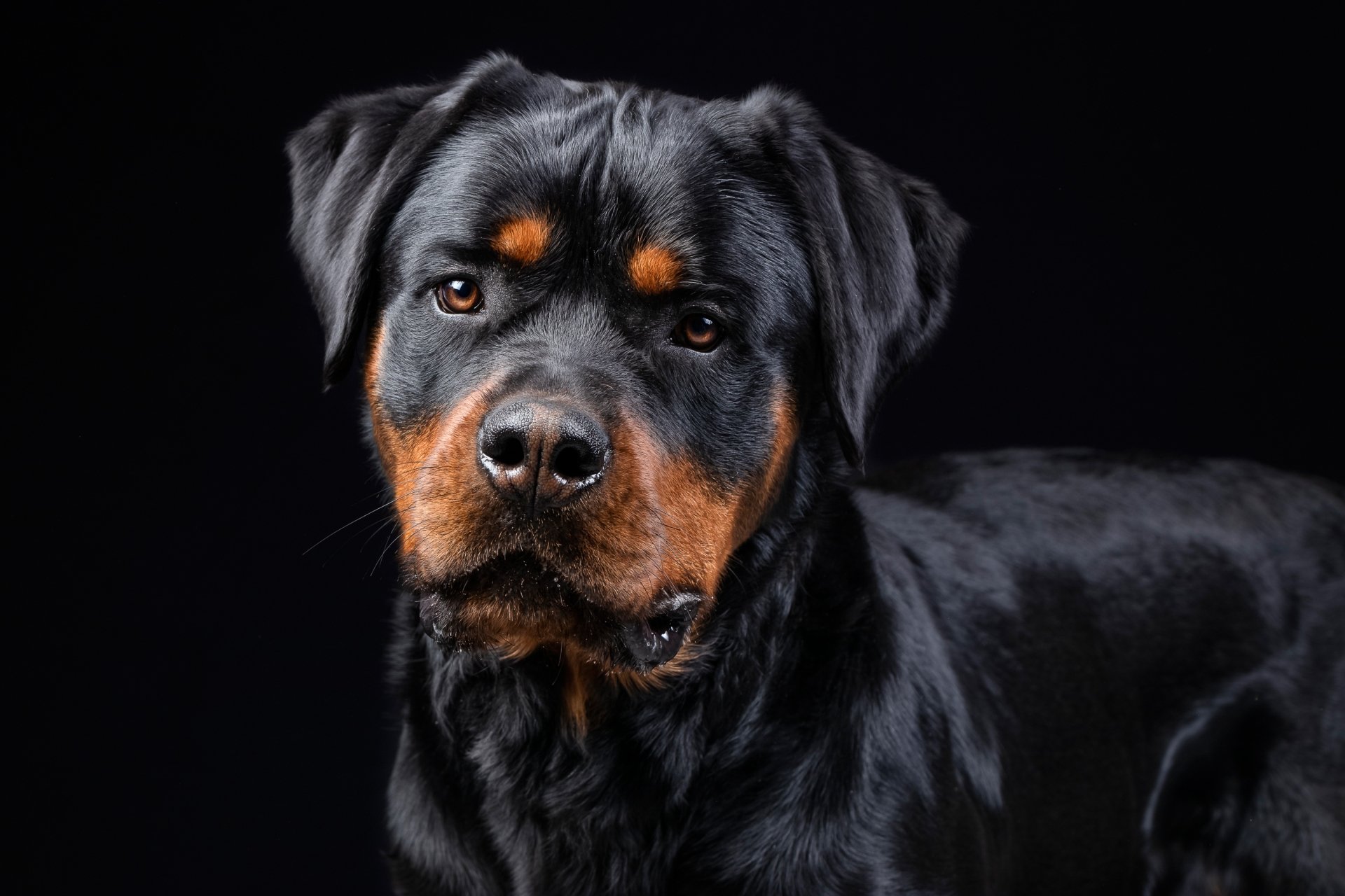 Rottweiler HD Wallpaper