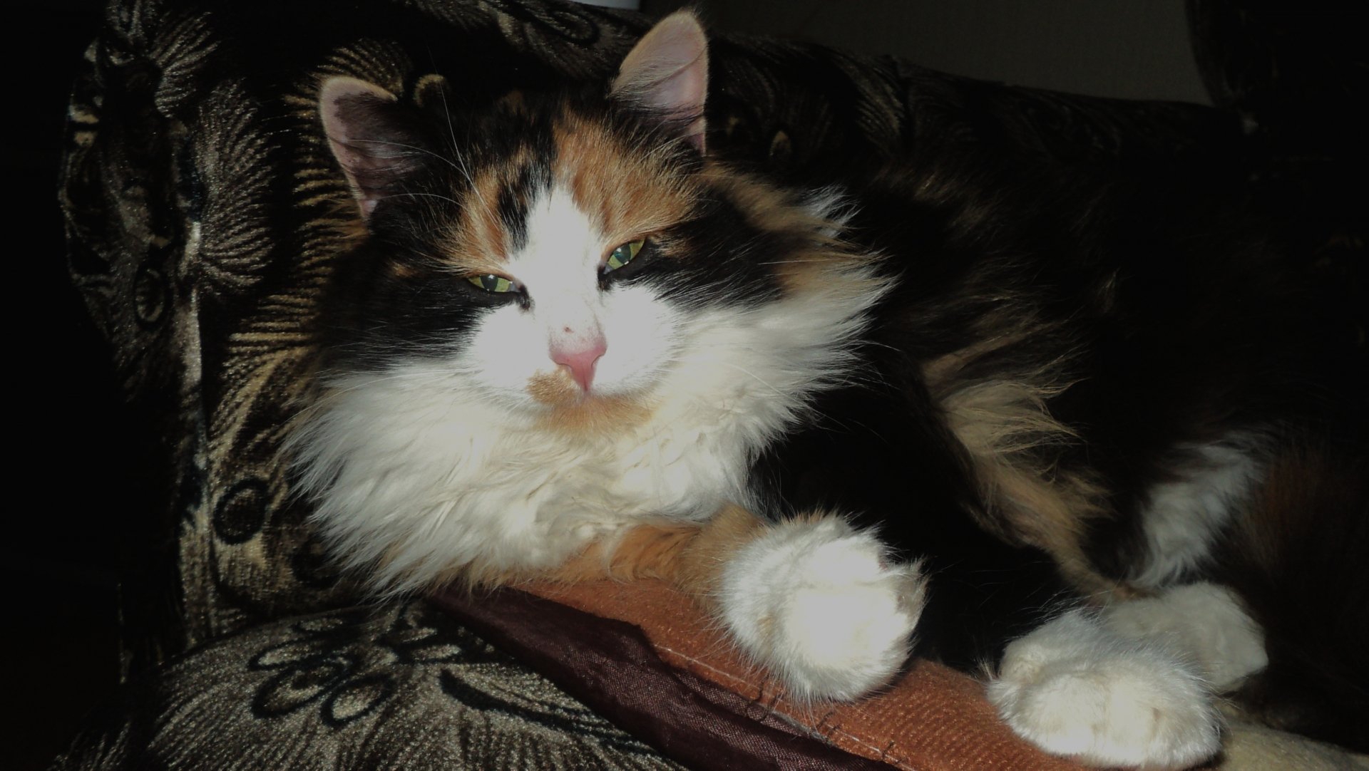 HD desktop wallpaper featuring a calico cat with fluffy fur resting on a patterned fabric, showcasing the animal's distinctive tri-color coat and serene expression.