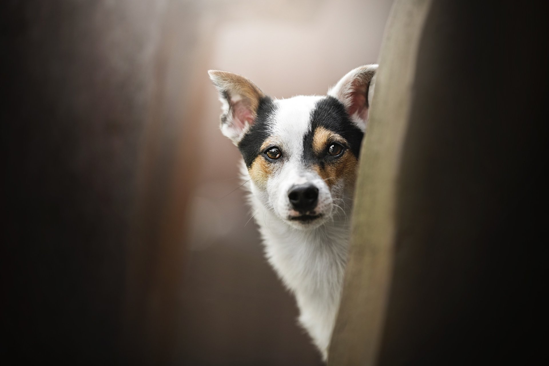 Download Animal Dog HD Wallpaper | 2048x1365 | Wallpaper Abyss