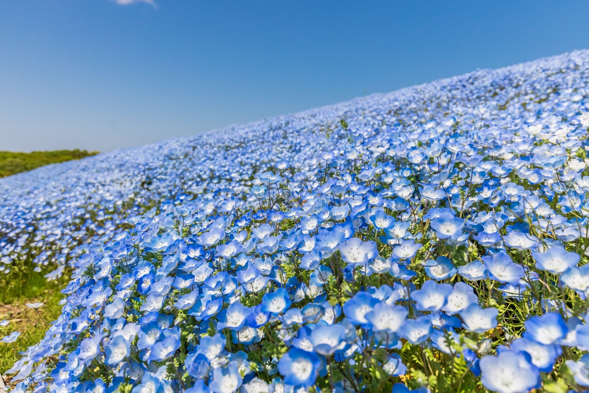 Download Blue Flower Nature Flower 4k Ultra HD Wallpaper