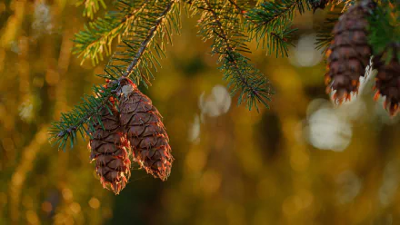 nature pine cone HD Desktop Wallpaper | Background Image