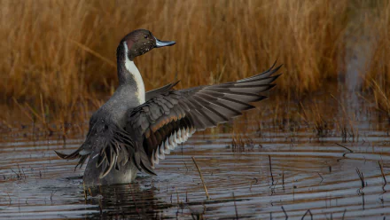 HD PC desktop wallpaper showing an animal duck standing in shallow marsh water, wings outstretched against golden reeds with rippling reflections.