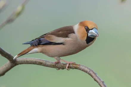 bird Animal Hawfinch HD Desktop Wallpaper | Background Image