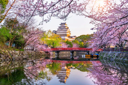 reflection castle blossom sakura Japan spring man made Himeji Castle HD Desktop Wallpaper | Background Image