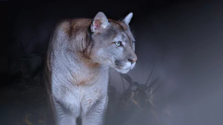 Close-up of a cougar in low light, captured in stunning 4K Ultra HD, designed as a striking PC desktop wallpaper and background.