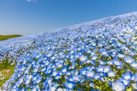 blue flower nature flower HD Desktop Wallpaper | Background Image