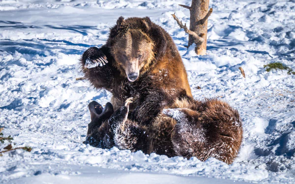 A pair of bears playfully wrestling in the snow, captured in vivid detail as a 4K Ultra HD PC desktop wallpaper background.