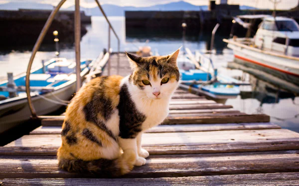 HD PC desktop wallpaper and background: a calico cat (Animal, cat) perched on a wooden dock with boats and a calm marina behind it.