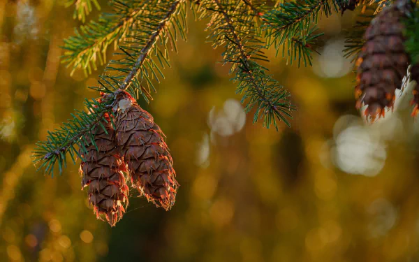 nature pine cone HD Desktop Wallpaper | Background Image