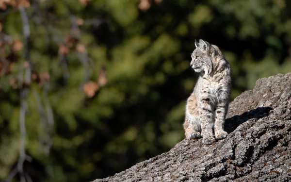 Wild lynx (animal) perched on a sunlit rock, gazing over a blurred evergreen forest — 8K Ultra HD PC desktop wallpaper/background