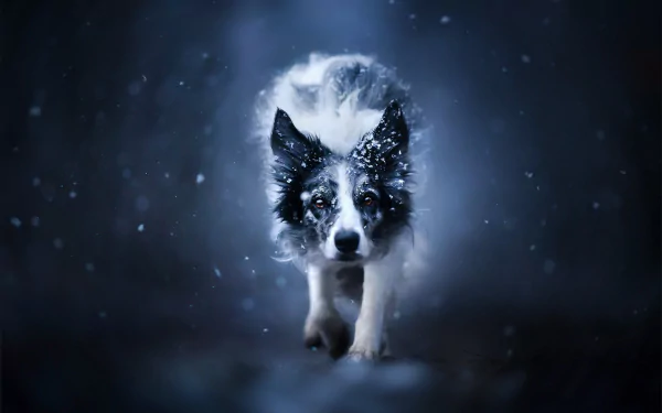 dog Animal border collie HD Desktop Wallpaper | Background Image