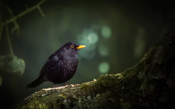 bird Animal Blackbird HD Desktop Wallpaper | Background Image