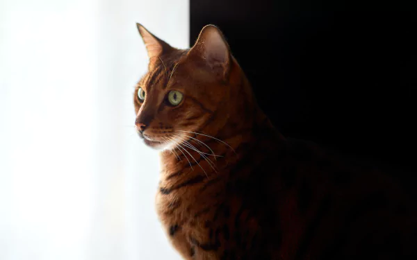 cat Animal bengal cat HD Desktop Wallpaper | Background Image