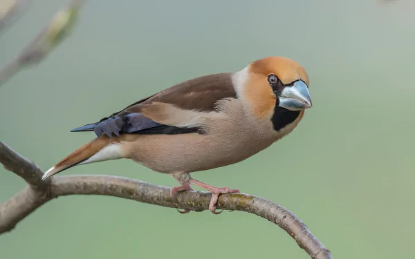 Hawfinch bird (animal) perched on a branch, warm brown, black and blue-gray plumage against a soft green backdrop — HD PC desktop wallpaper.