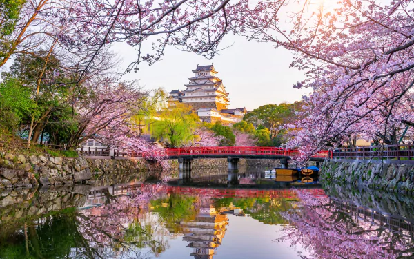 4K Ultra HD image of Himeji Castle in Japan during spring, framed by blooming sakura cherry blossoms and reflected in the calm river below.