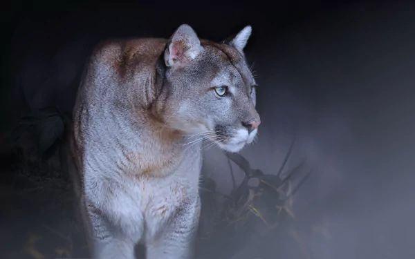Close-up of a cougar in low light, captured in stunning 4K Ultra HD, designed as a striking PC desktop wallpaper and background.